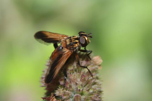 Trichopoda pictipennis